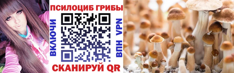 Купить  Прохладный  Псилоцибиновые грибы Cubensis 